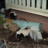 Skunk removal Call Us Anytime